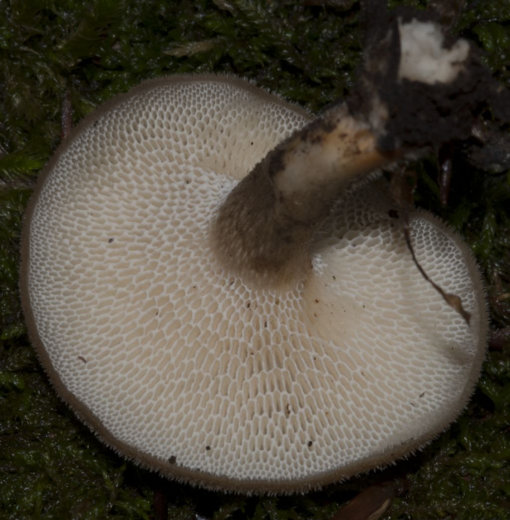 Fungo da determinare